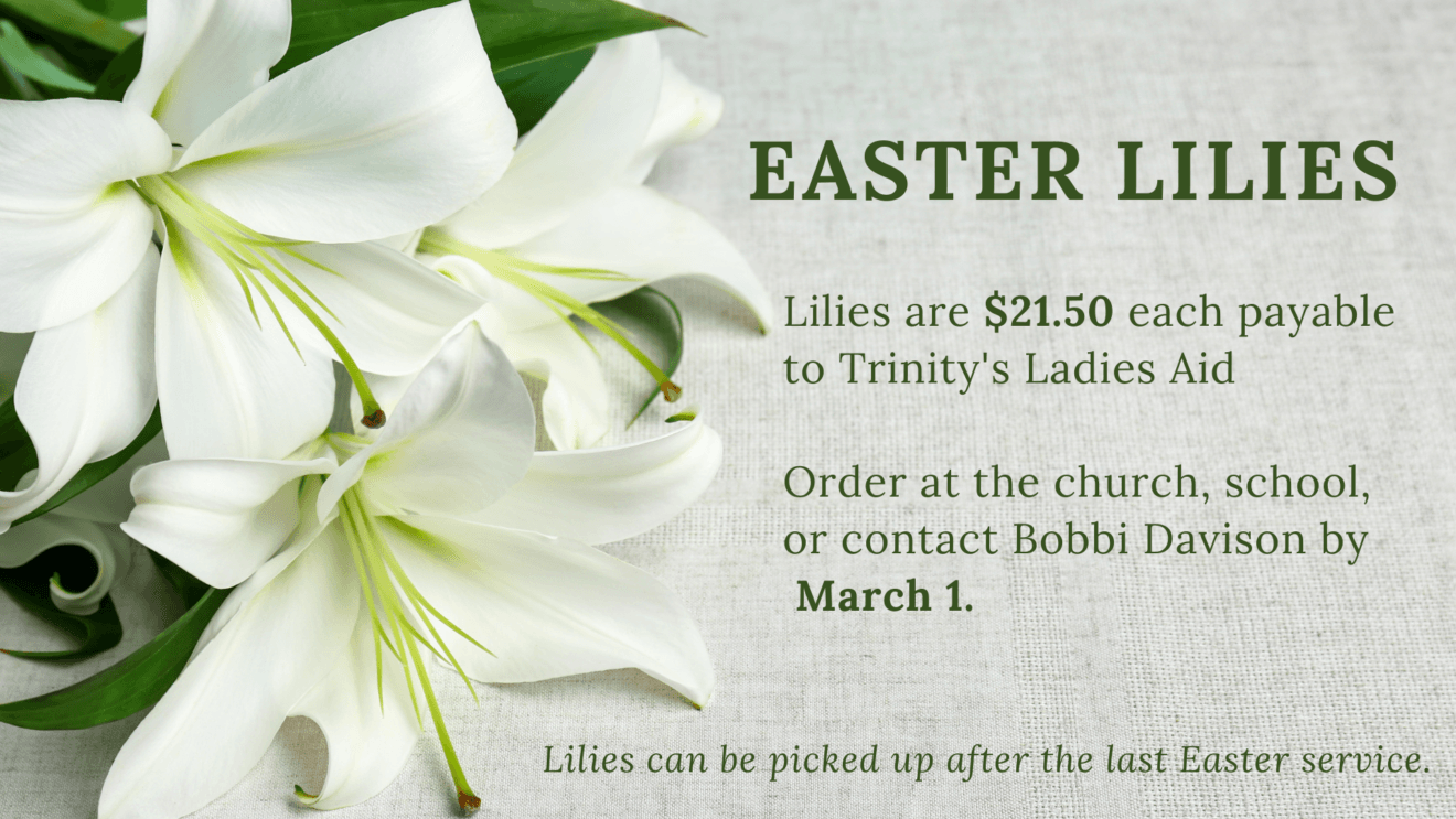 Easter Lilies